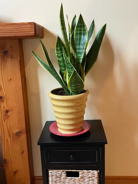 Snake plant thriving in a colorful pot