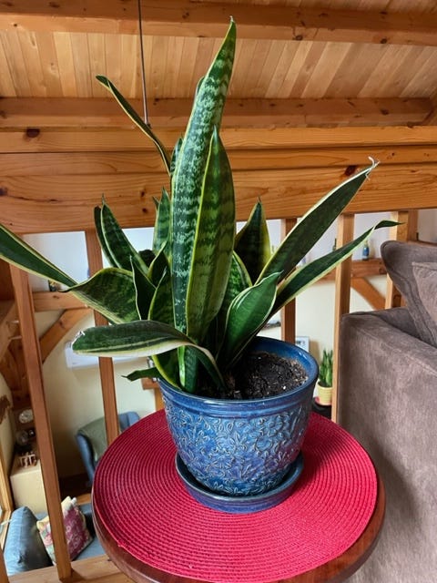 Another thriving snake plant in a cozy corner