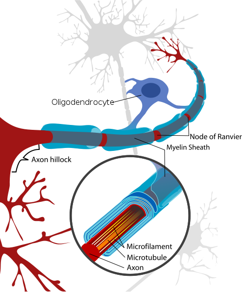 Diagram illustrating neuron cell with oligodendrocytes and myelin sheath