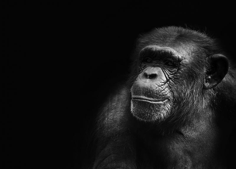 Image illustrating the concept of the Chimp Paradox.