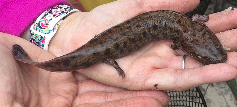 Life cycle of salamanders