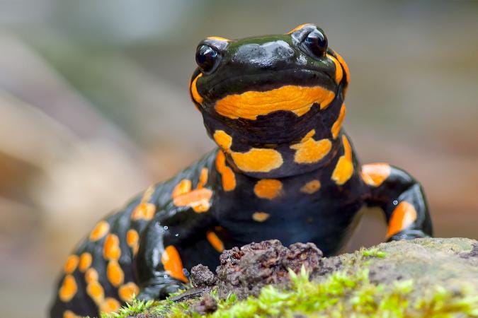 A spotted salamander, Ambystoma maculatum