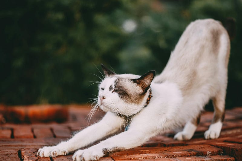 Stretching for spine and shoulder health