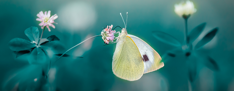 Butterfly resting on a flower