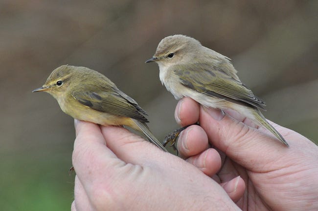 Image of a Siberian Chiffchaff in its habitat