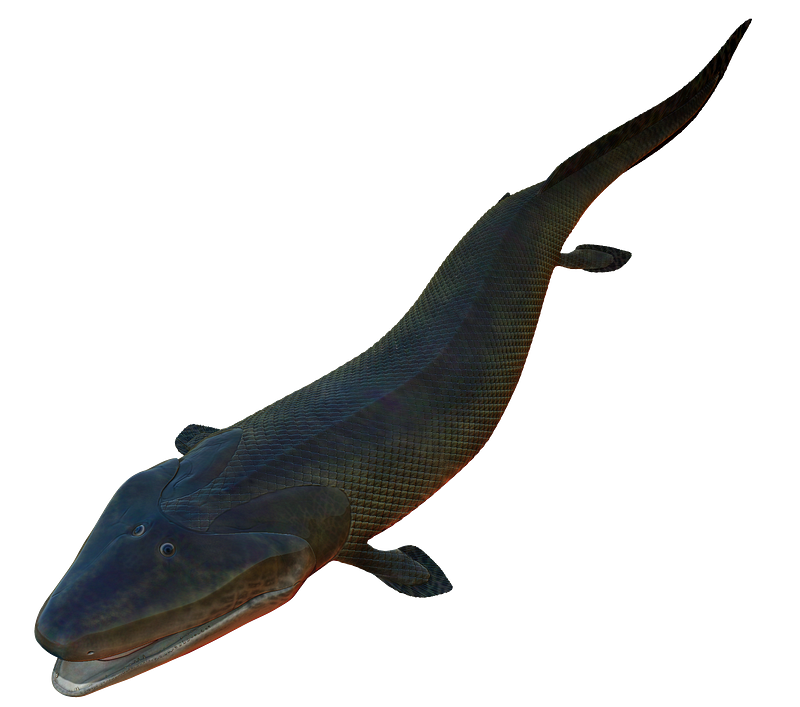 Tiktaalik fossil discovery