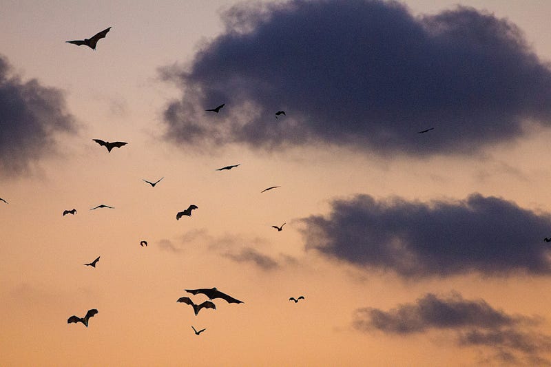 Bats flying in the moonlight