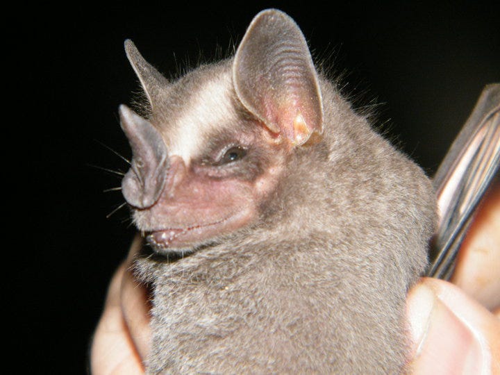 Bats as pollinators in the ecosystem