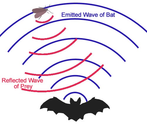 Bats using echolocation