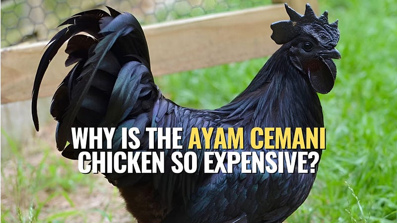 Stunning Ayam Cemani Chicken with unique black plumage