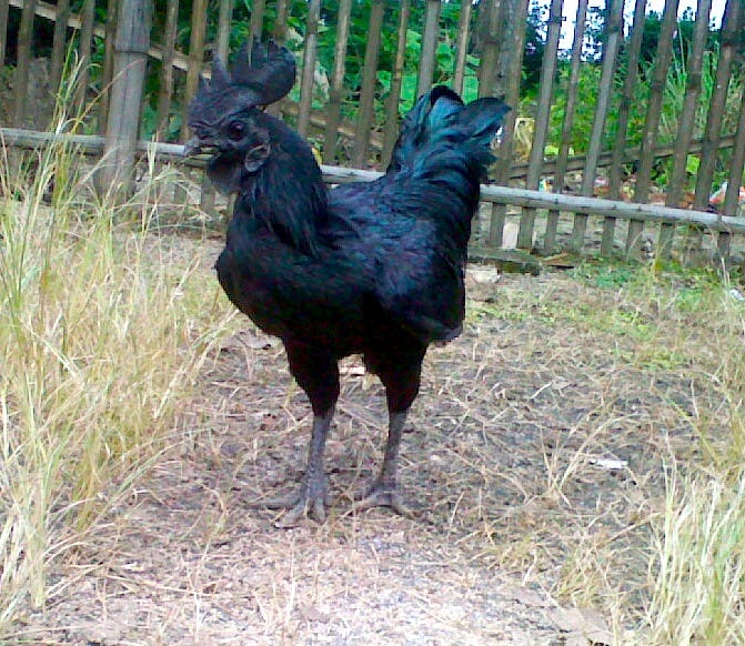 Ayam Cemani Chicken showcasing its unique features