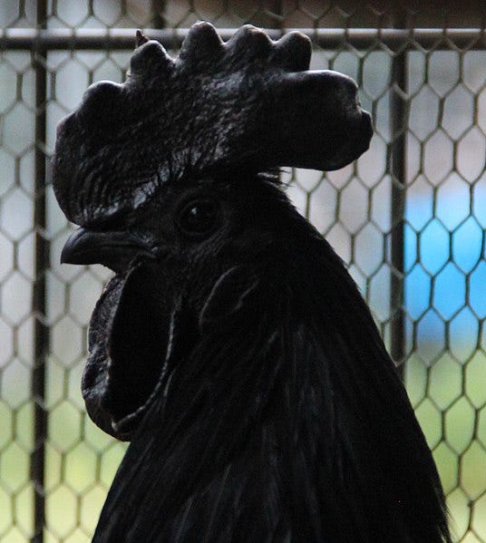 Close-up of Ayam Cemani's unique black features