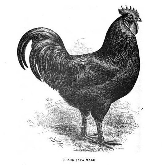 Ayam Cemani chick, showcasing its black coloration