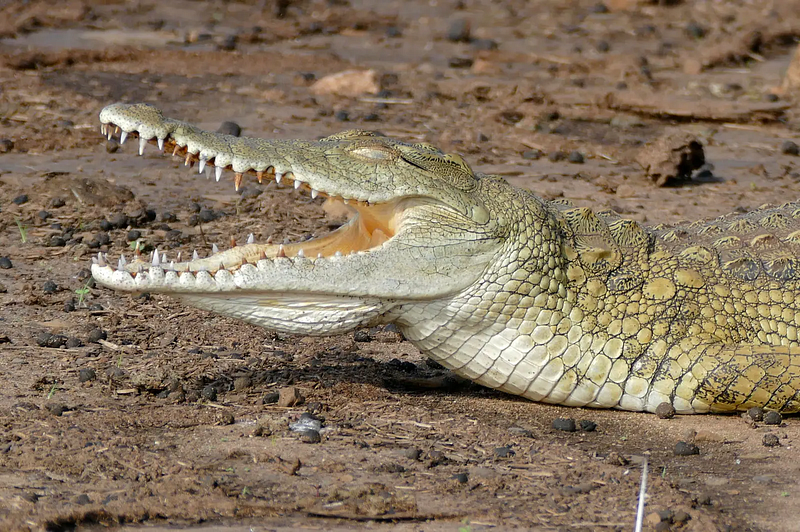 Nile Crocodile in its habitat