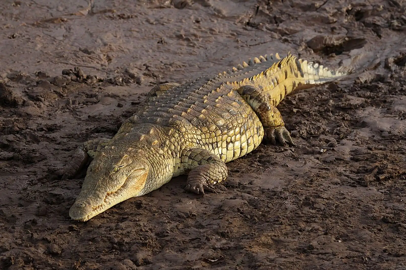 Another view of the Nile Crocodile