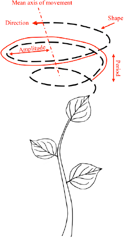 Illustration of plant circumnutation