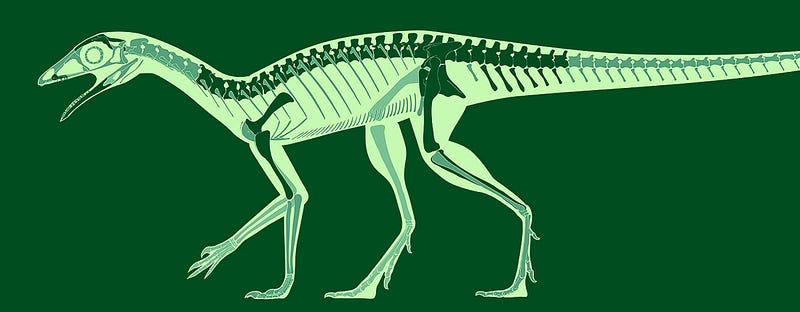 Skeletal diagram of a lagerpetid, a potential pterosaur ancestor.