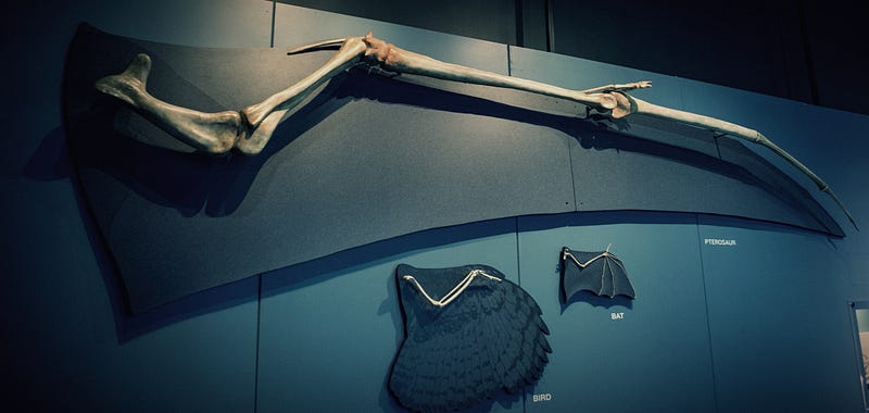 Comparison of pterosaur wings with those of birds and bats.