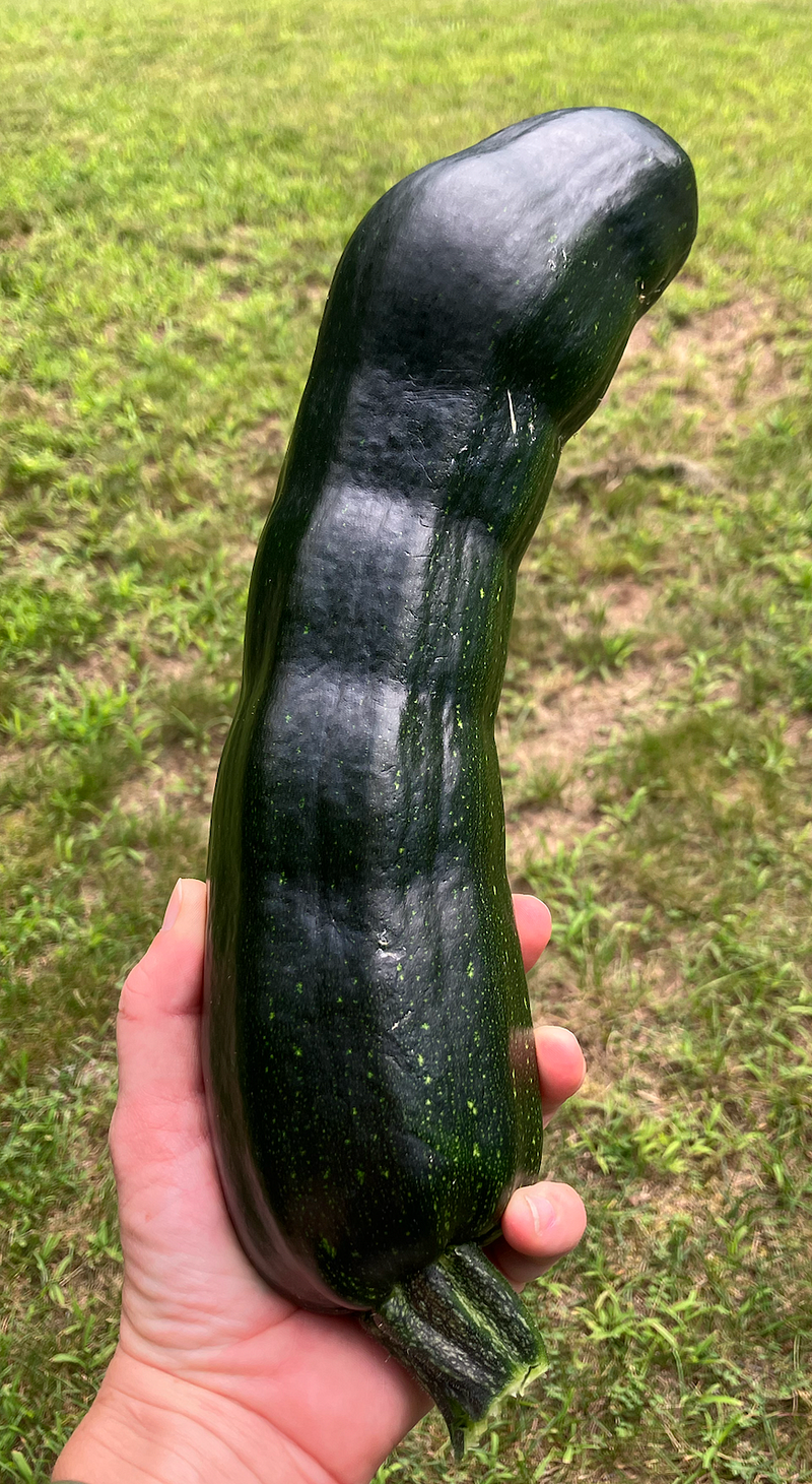 My thriving zucchini plant