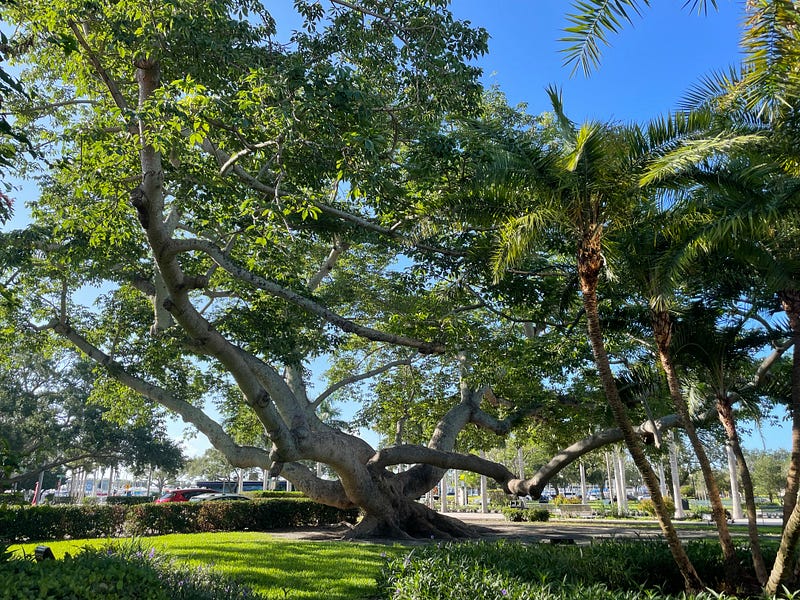 A stunning view of the Bombax ceiba at the Fine Arts Museum