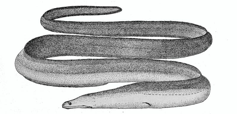 Eel species found in Loch Ness