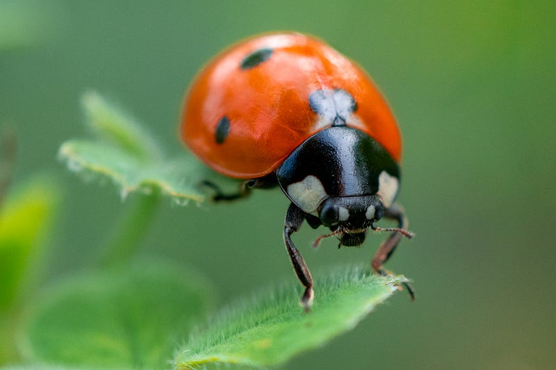 An overview of the Spelling Bee's impact on plant names