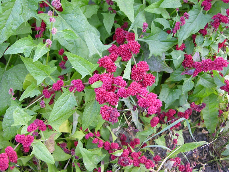 Strawberry blite plants