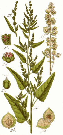 Atriplex species