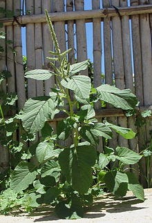 Guernsey pigweed