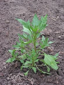 Coastblite goosefoot plant