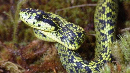 Ghost snake from Madagascar