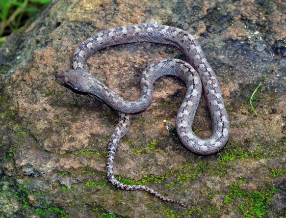 Burrowing snake found in central Mexico