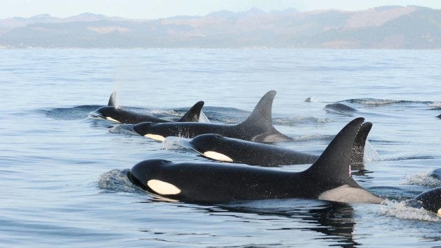 Southern Resident Orcas swimming together.