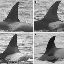 Researcher identifying an orca by its dorsal fin.