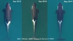 Visual representation of orca size decrease.