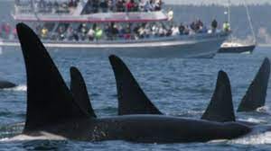 Orcas navigating through heavy boat traffic.