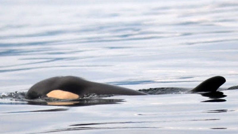 Happy and healthy K21, a member of the SRKW population.