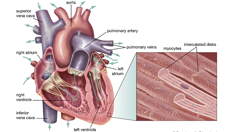 Diagram showcasing enhanced blood supply to the heart