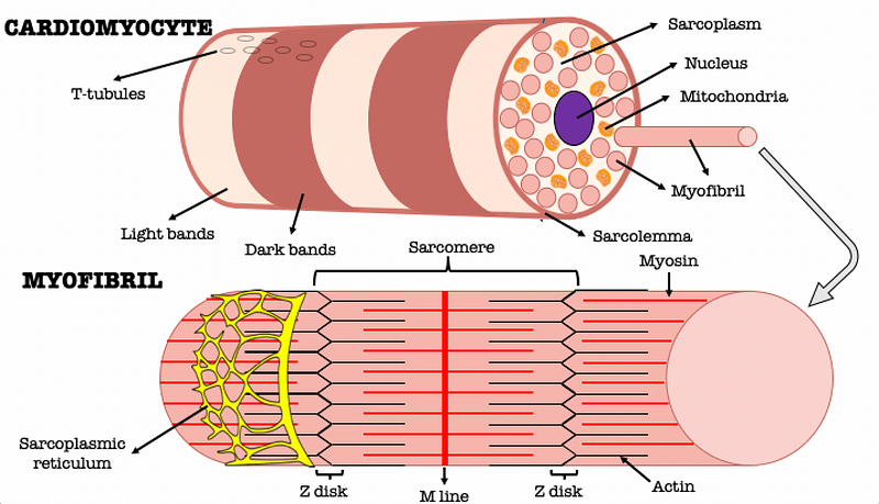 Illustration of the cardiac cycle