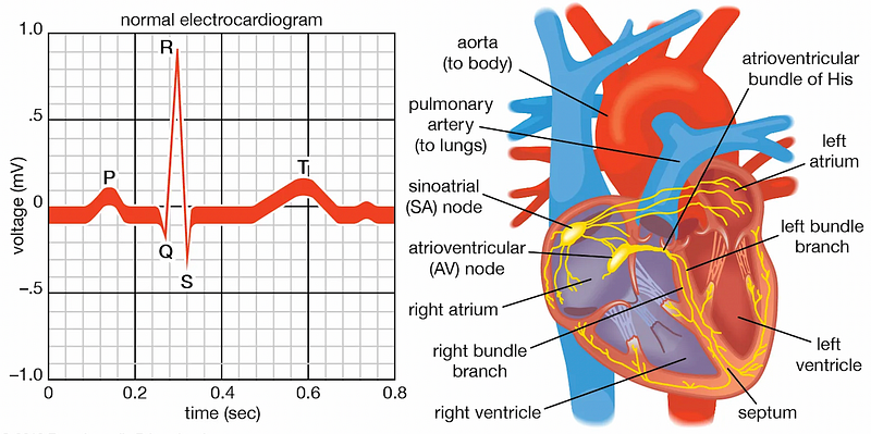 Diagram of the heart's electrical system