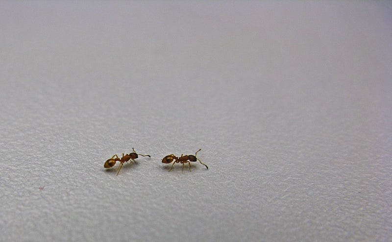 Ants demonstrating tandem running behavior