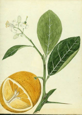 Watercolor painting of a citrus plant by Agustín Stahl