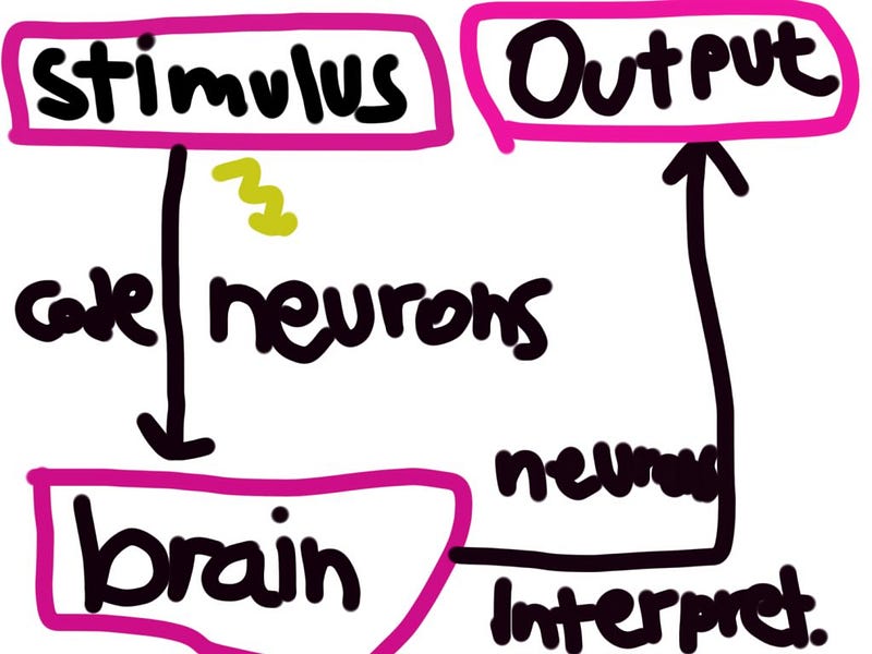 The relationship between stimuli and brain responses