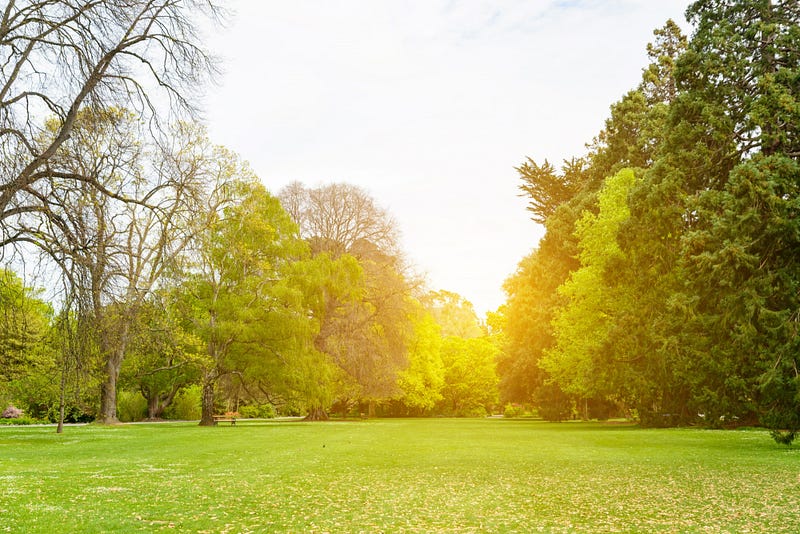 A peaceful sunset over a field with trees