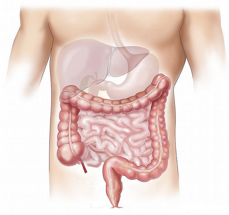 Model of the human gastrointestinal system