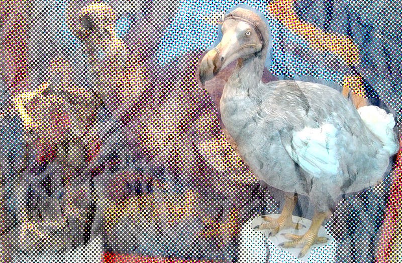 Display of the Dodo Bird