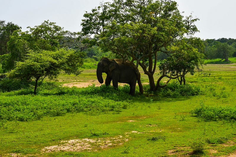 Elephant tied to a tree symbolizing limitations