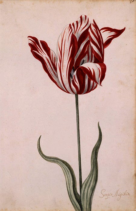 Botanical illustration of the Semper Augustus tulip