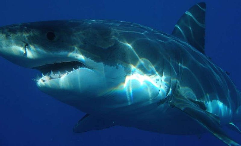 Great White Shark