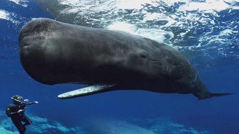 Sperm Whale